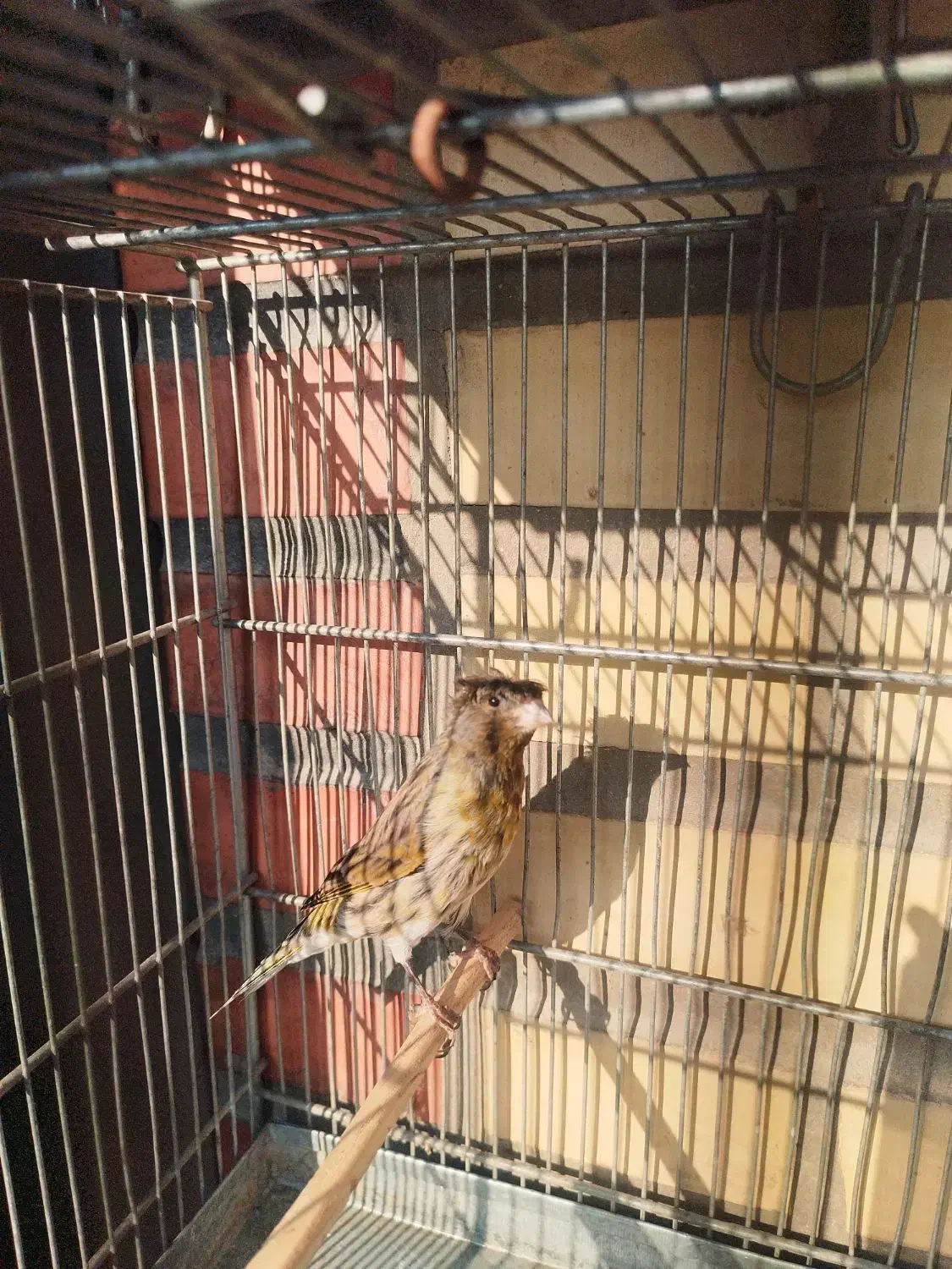 سهره، گلسر قناری|پرنده|باقرشهر, |دیوار