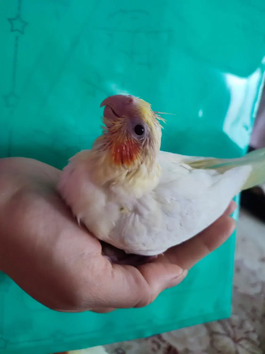 جوجه عروس لوتینو|پرنده|شهریار, شهرک وائین|دیوار