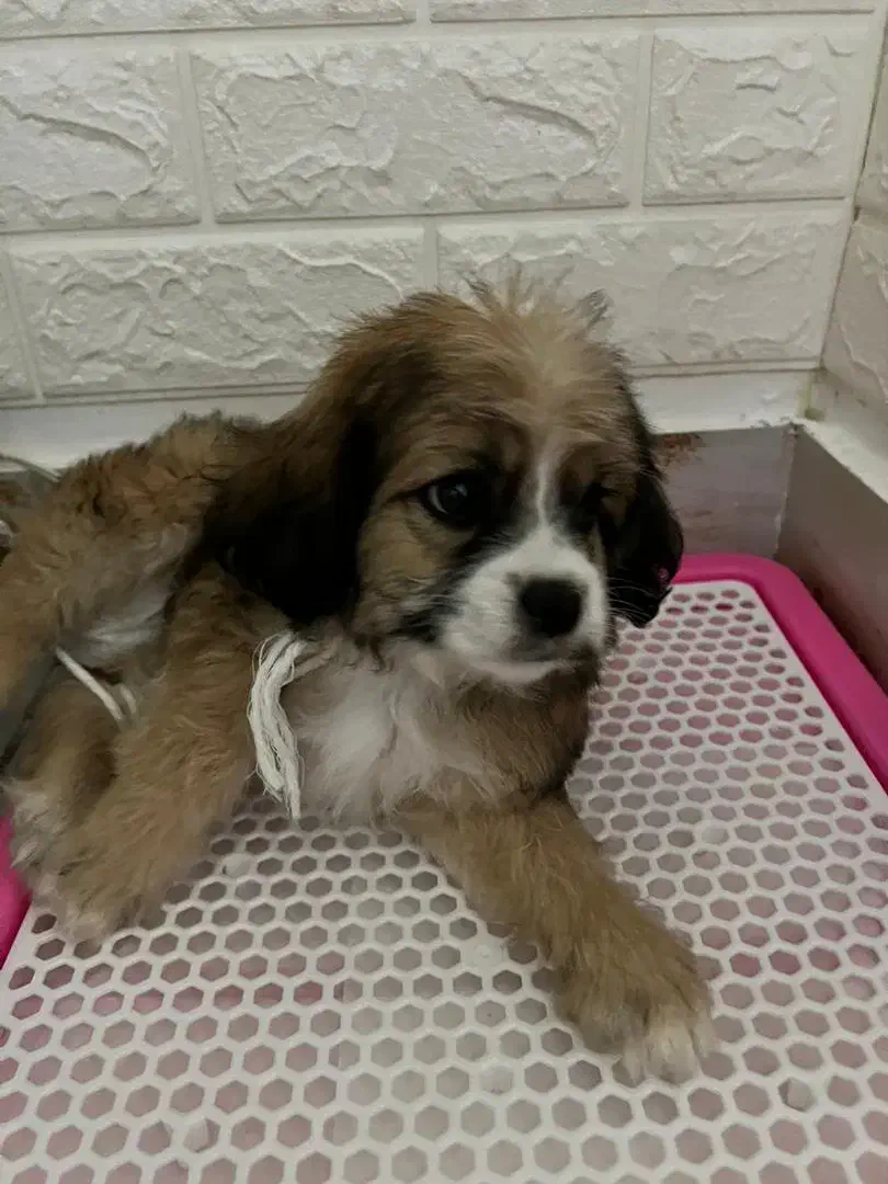 شیتزو تریر|سگ|صباشهر, |دیوار