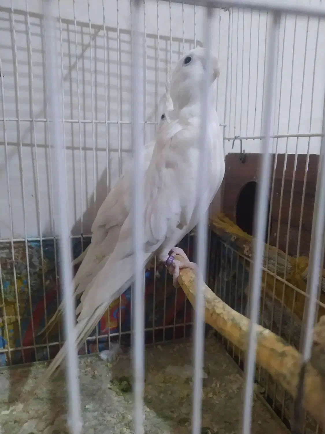 عروس هلندی البینو|پرنده|مشهد, شهید قربانی|دیوار