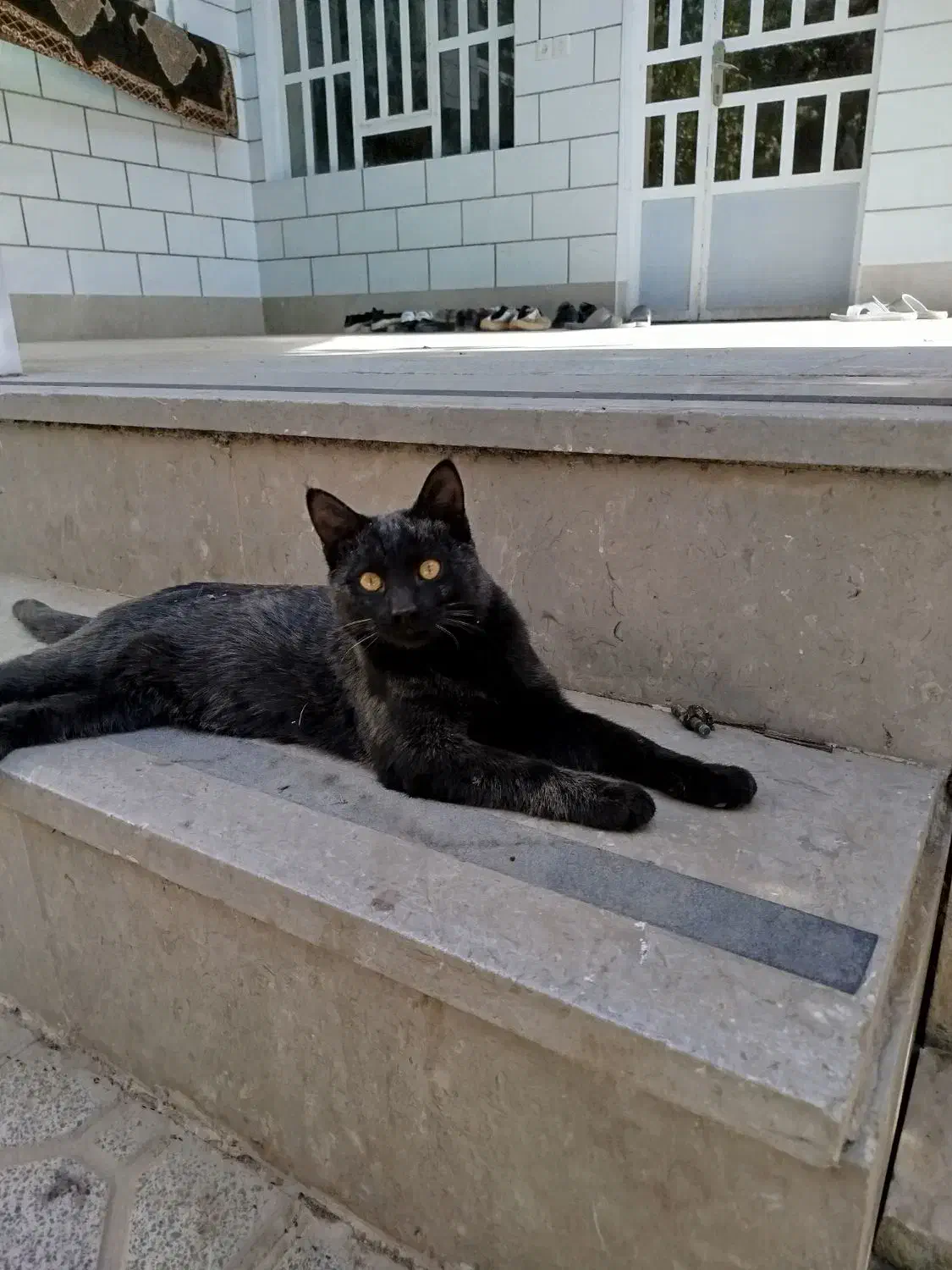 حیوان خانگی|گربه|ارسنجان, |دیوار