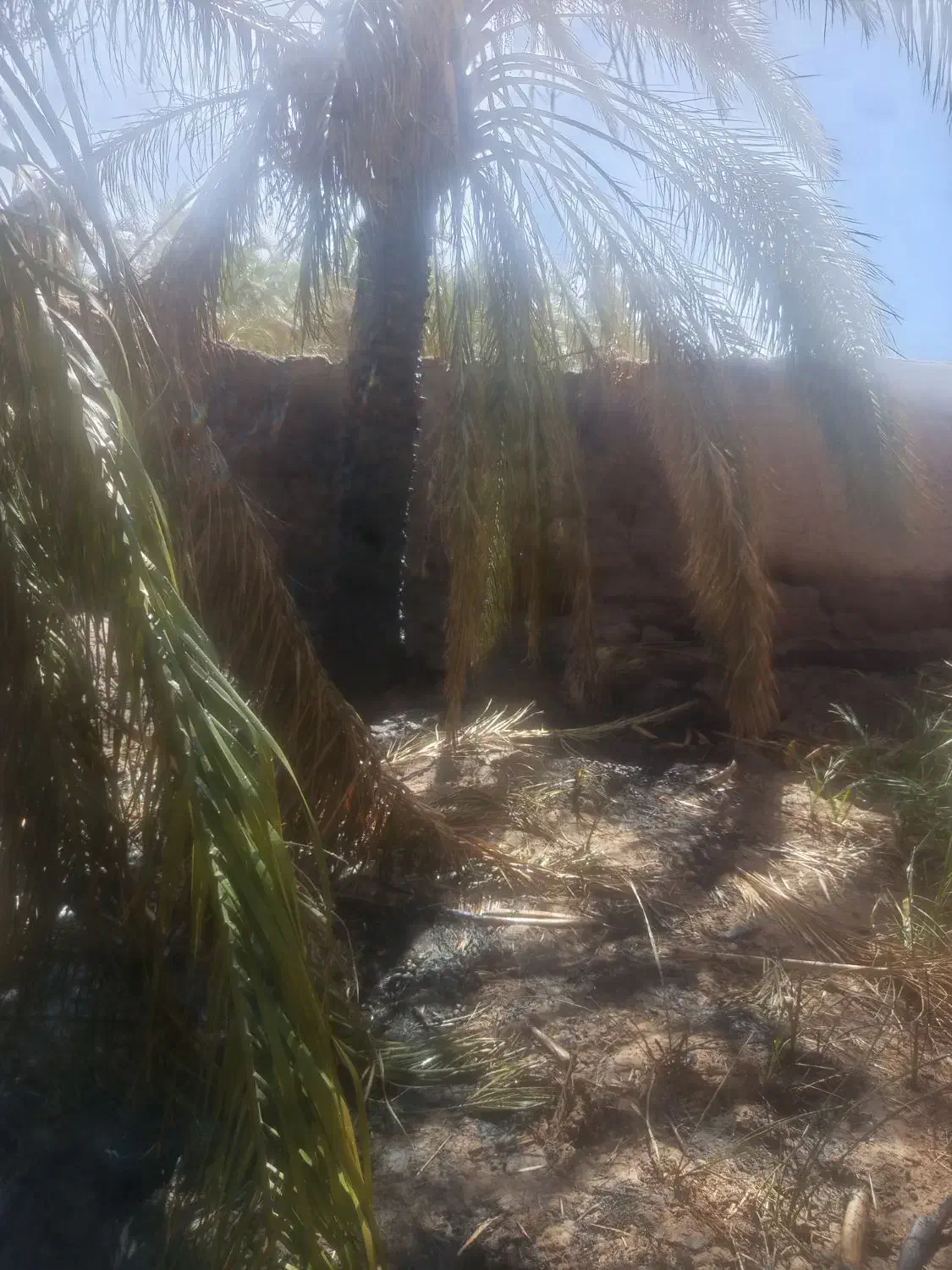 کارگر کشاورزی نخل خرما|استخدام صنعتی، فنی، مهندسی|نرماشیر, |دیوار