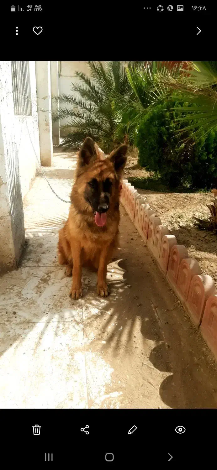 سگ ژرمن،دوبرمن،بومی|سگ|اصفهان, بهارستان|دیوار