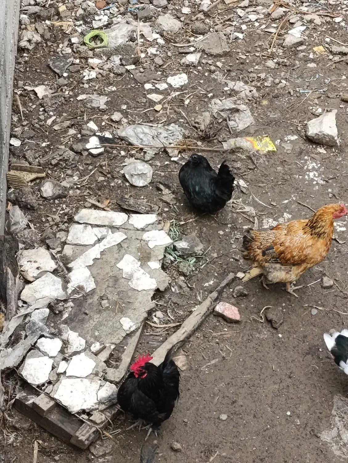 امپراتوری و مینیاتور و مرغ محلی|حیوانات مزرعه|بندر انزلی, کلیور|دیوار