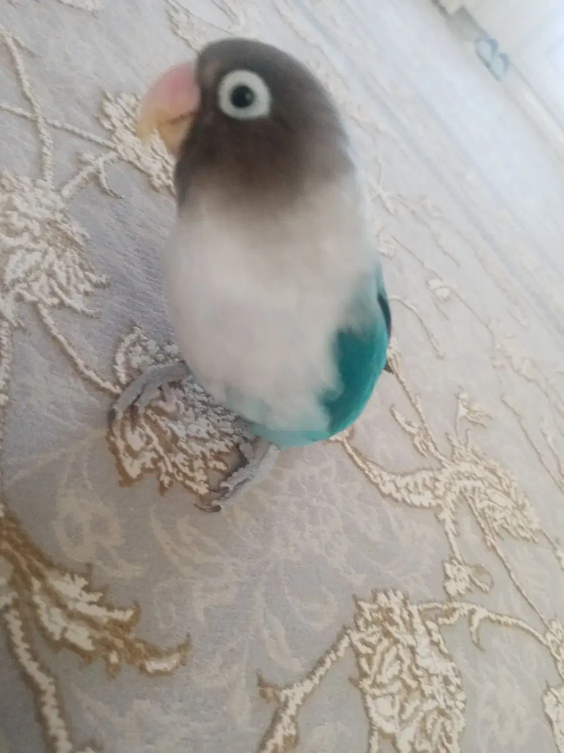 طوطی برزیلی|پرنده|سقز, |دیوار