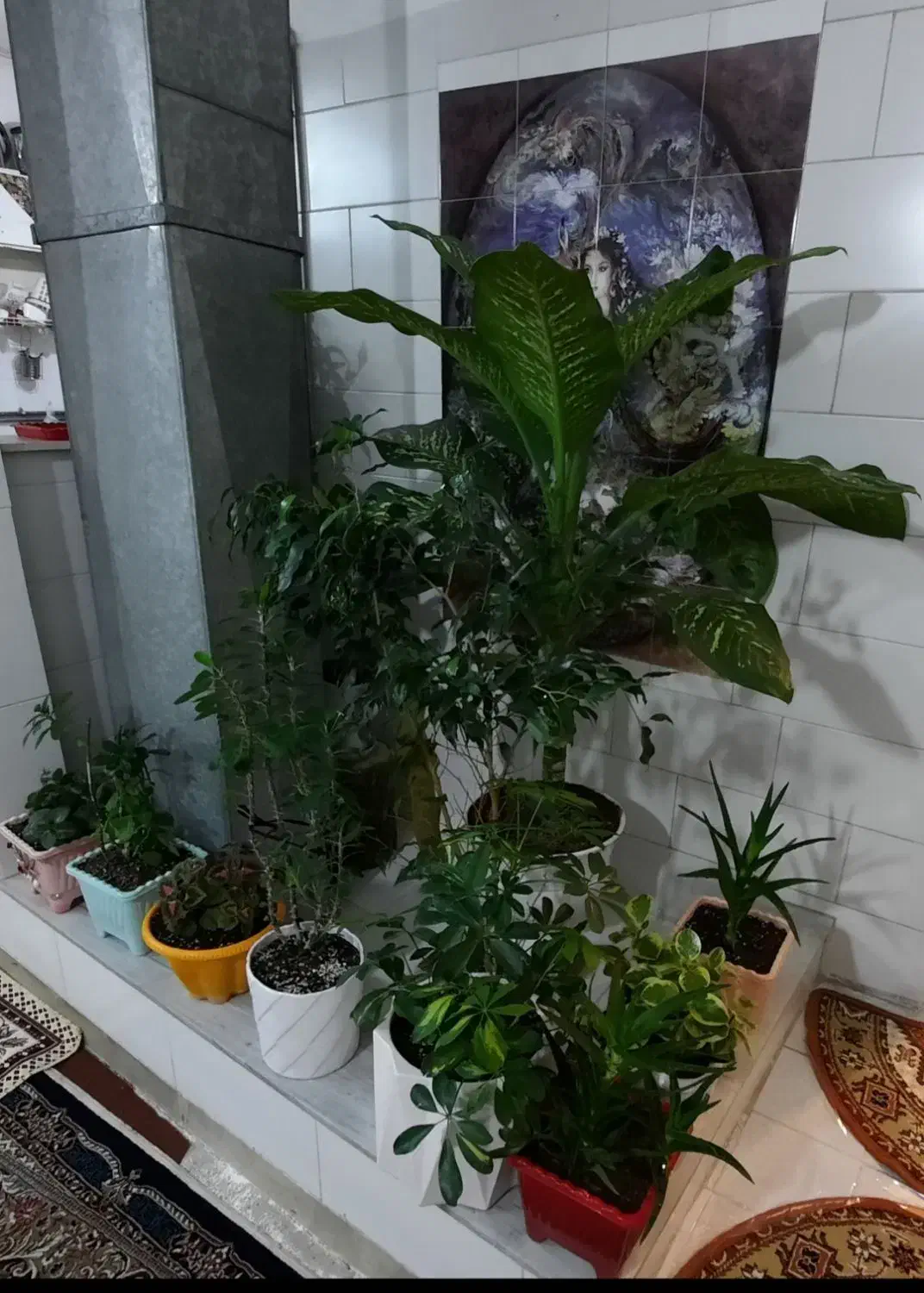 انواع گل و گلدان های خالی|گل و گیاه طبیعی|اراک, |دیوار