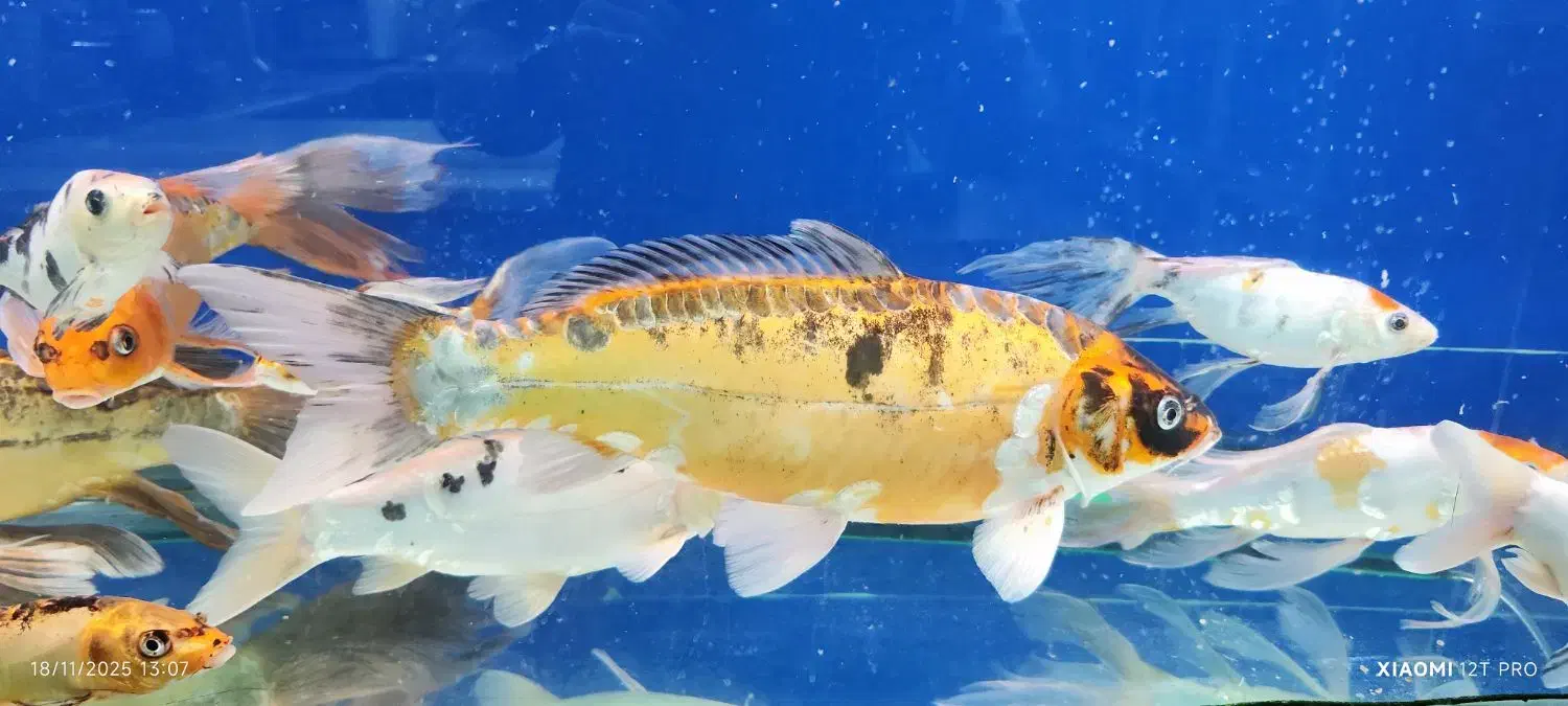 ماهی کوی ۵۰ سانتی|ماهی|تهران, مجیدیه|دیوار