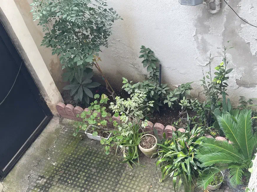 فروش گل و نهال میوه|گل و گیاه طبیعی|رشت, چله خانه|دیوار