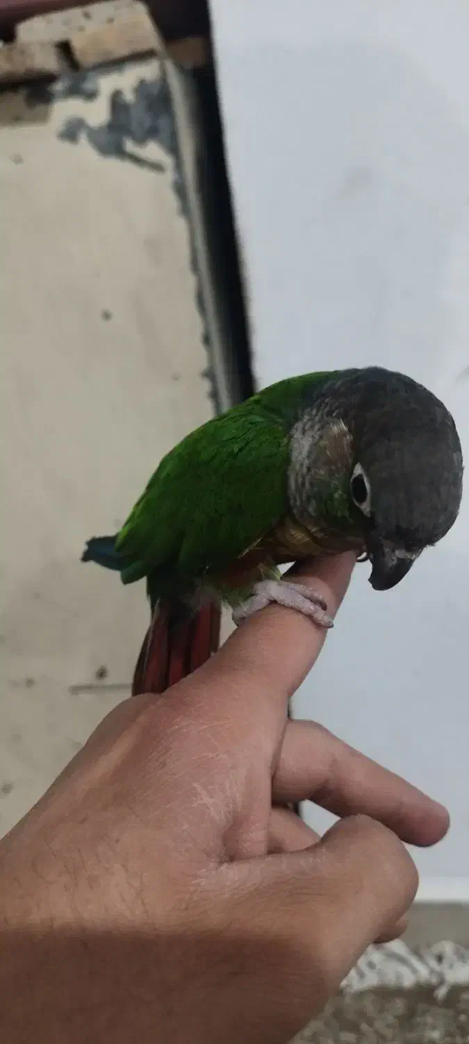 گرینچیک دستی رام معاوضه با ملنگو قناری عروس هلندی|پرنده|قرچک, باقرآباد|دیوار