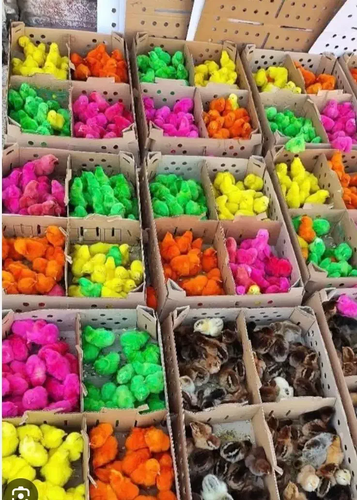 جوجه رنگی|حیوانات مزرعه|بجنورد, |دیوار