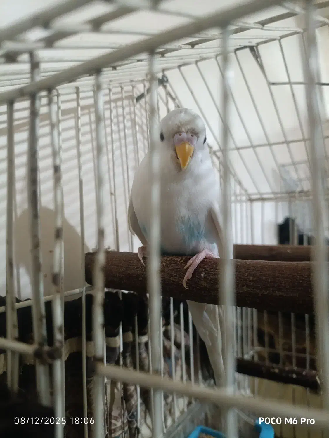 مرغ عشق نر|پرنده|شهریار, شهرک نماز (دینار آباد)|دیوار