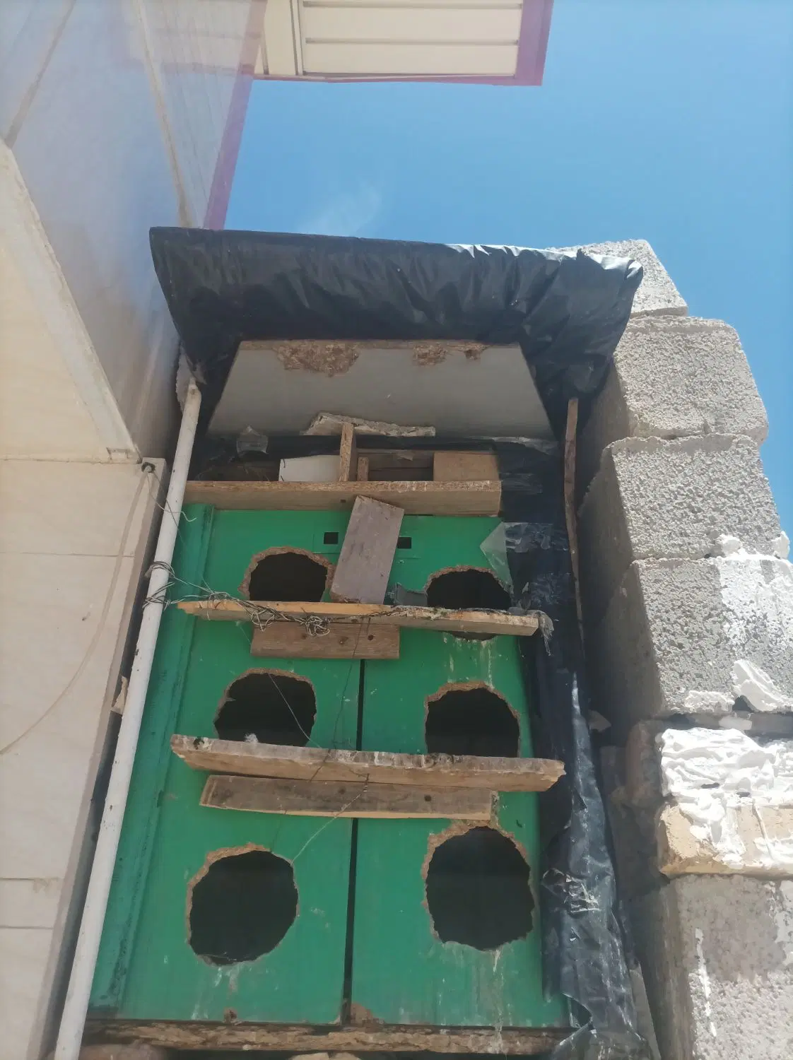 کبوتر|لوازم جانبی حیوانات|هندمینی, |دیوار