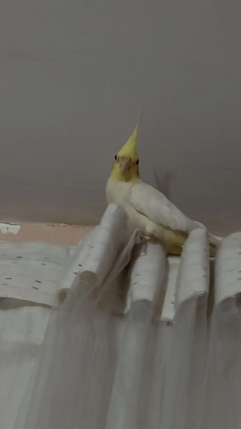 دو عدد عروس هلندی نرو ماده|پرنده|هشتگرد, خور|دیوار