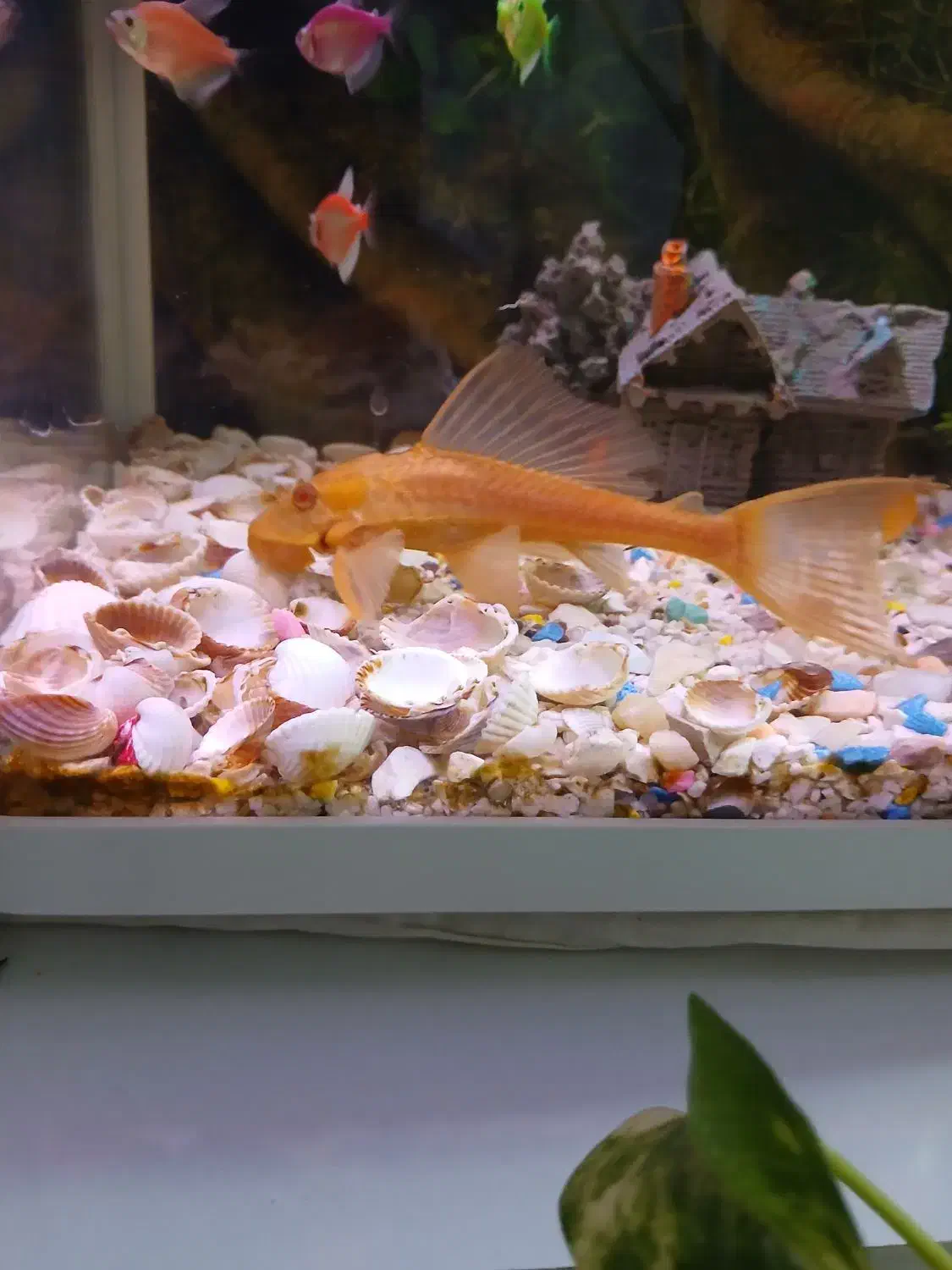 ماهی لجنخوارشکلاتی|ماهی|مشهد, عبادی|دیوار