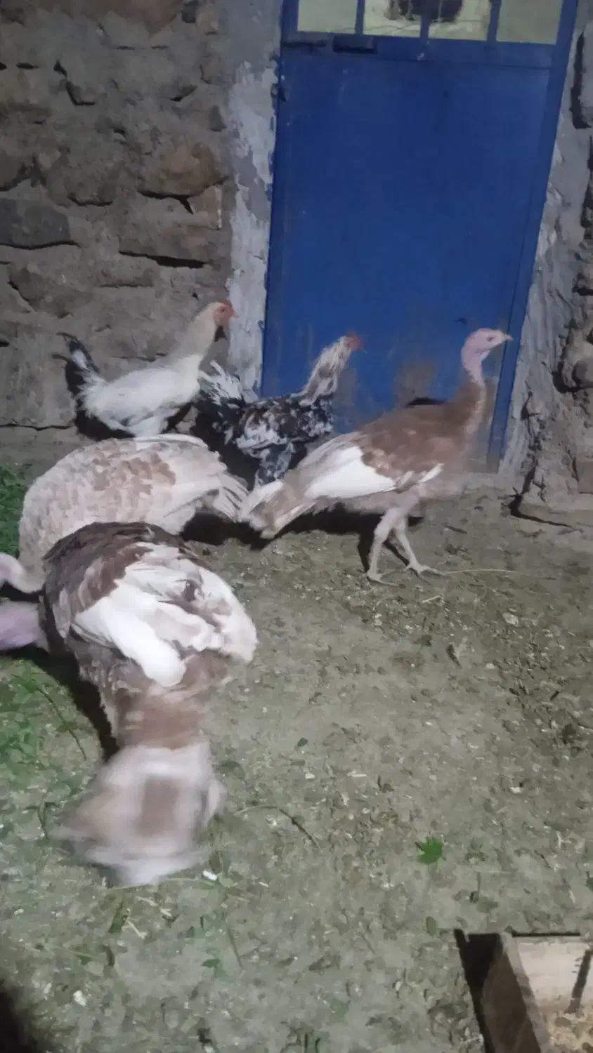 بوقلمون ۶ماهه بوربون|حیوانات مزرعه|سنندج, |دیوار