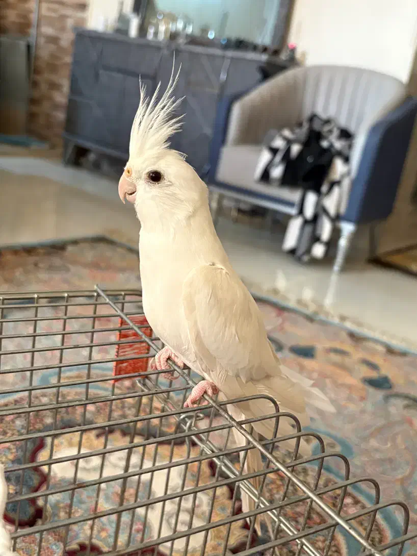 عروس هلندی  آلبینو|پرنده|صدرا-فارس, فاز ۱|دیوار