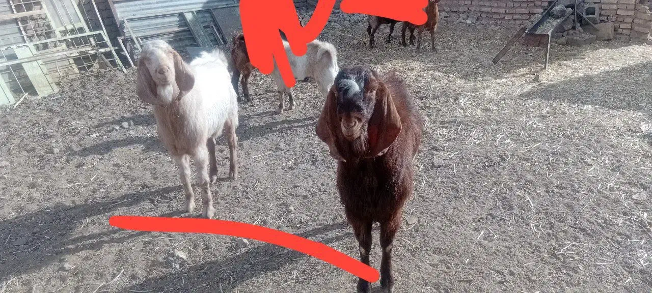 دو عدد نربزغاله پاکستانی|حیوانات مزرعه|کاخک, |دیوار