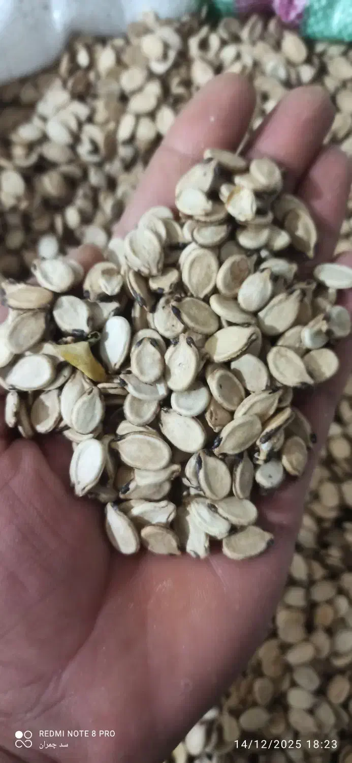 تخم هندوانه|خوردنی و آشامیدنی|کلاله, |دیوار