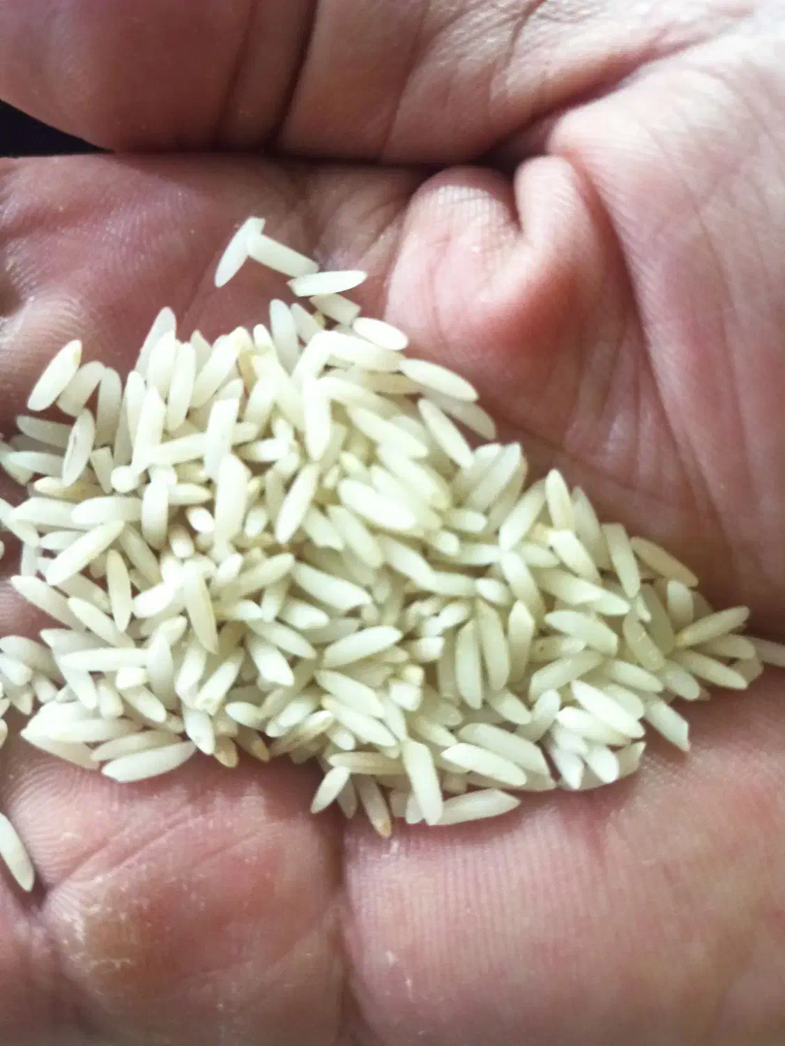 شالی بذری دم سیاه|خوردنی و آشامیدنی|کلاله, |دیوار