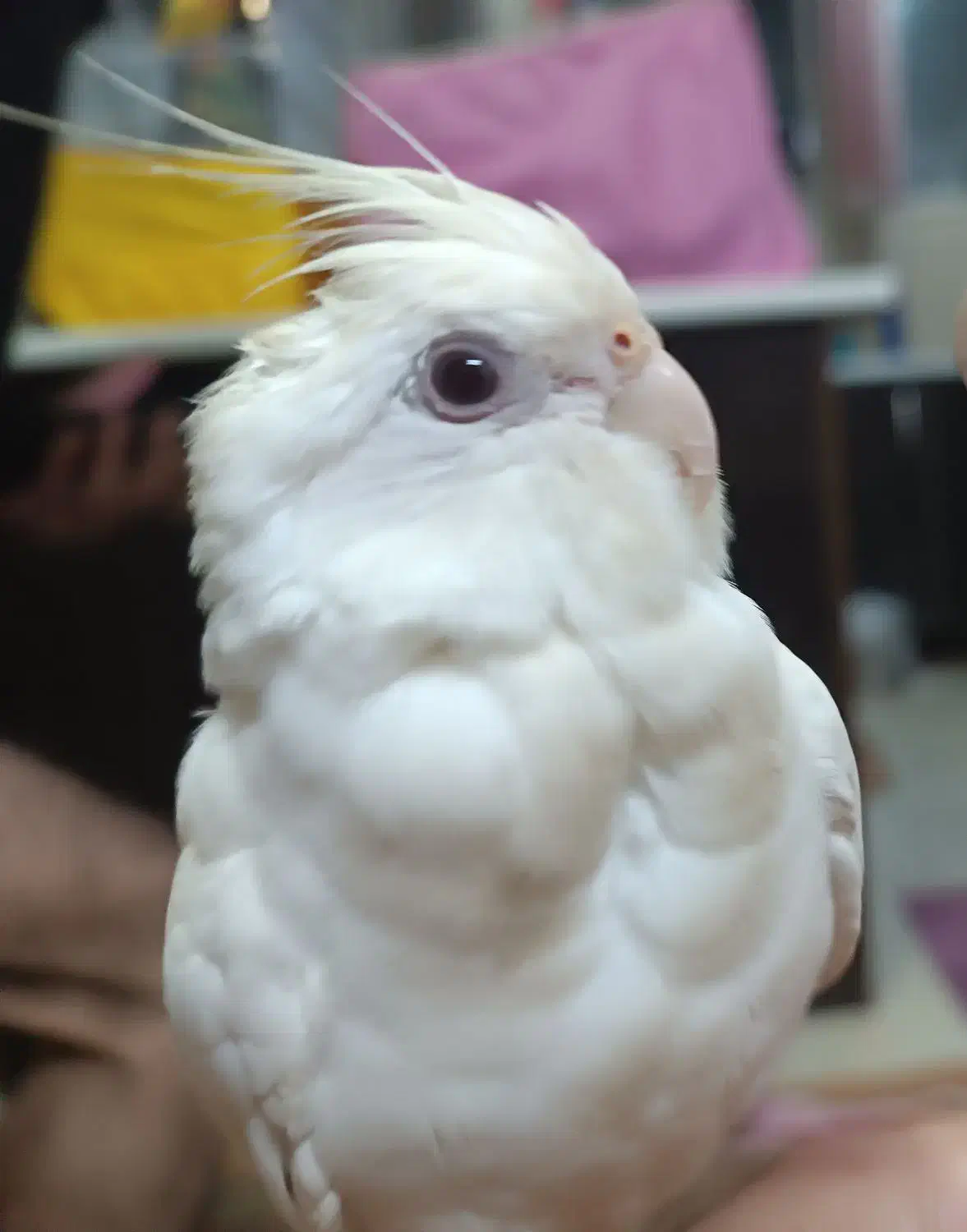 گمشده ،یابنده 6میلیون پاداش میگیرد|حیوانات|تهران, شارق|دیوار