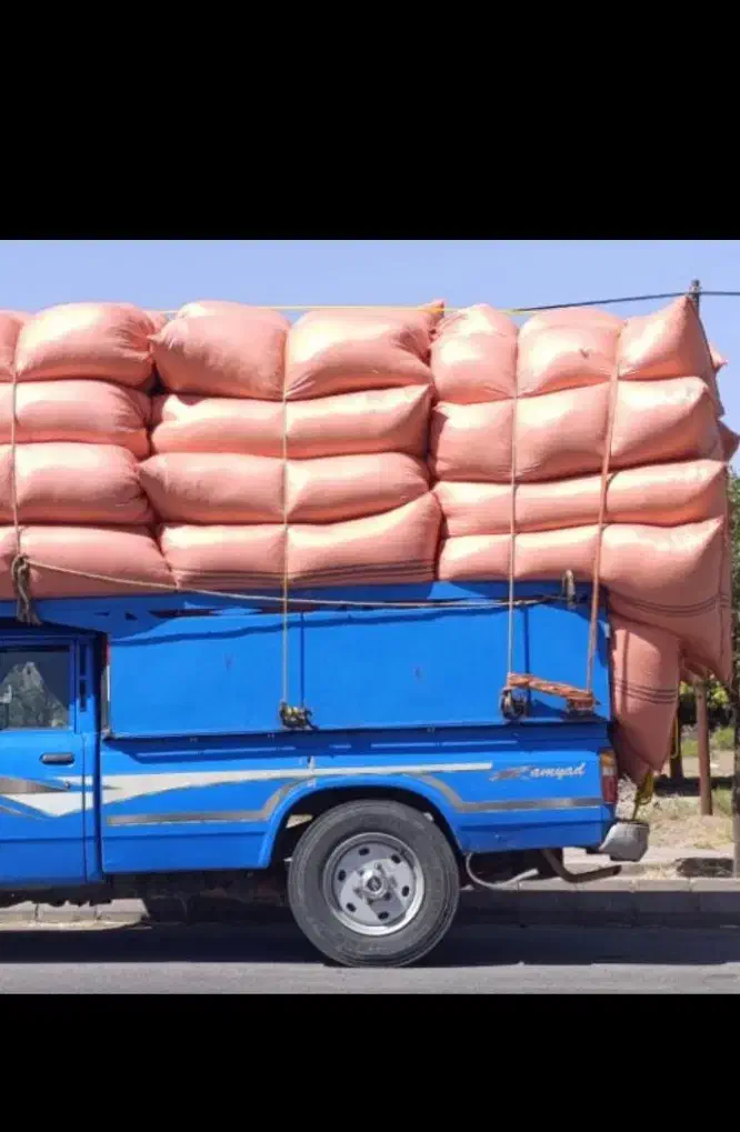 یونجه‌ سبز بهبهان|لوازم جانبی حیوانات|رامهرمز, |دیوار