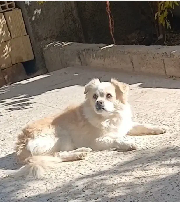 گمشده|سگ|نجف‌آباد, جلال آباد|دیوار