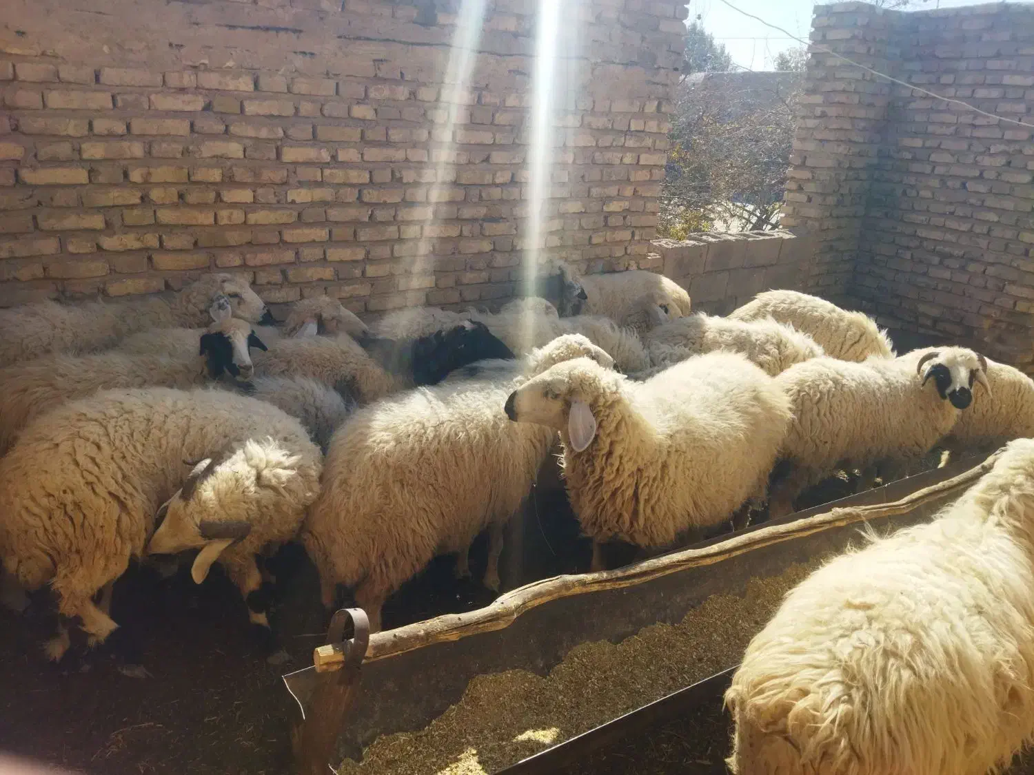 فروشی|حیوانات مزرعه|زید آباد, |دیوار