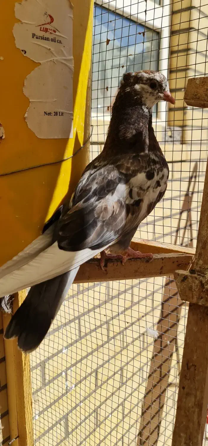 کبوتر|پرنده|اردکان, |دیوار