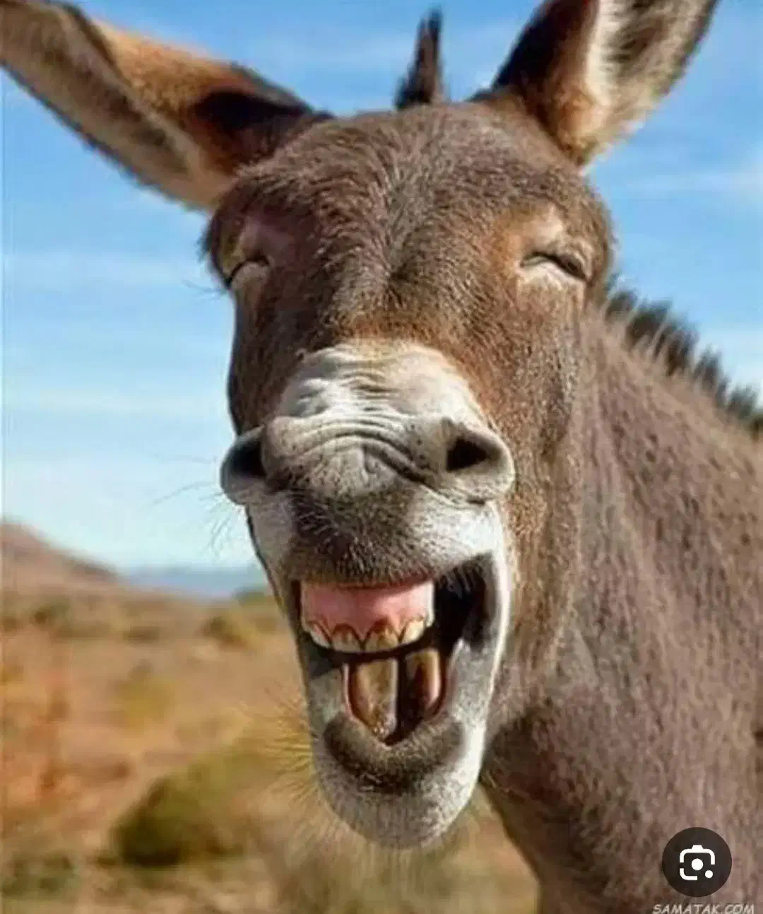 الاغ ماده|حیوانات مزرعه|اردکان, |دیوار