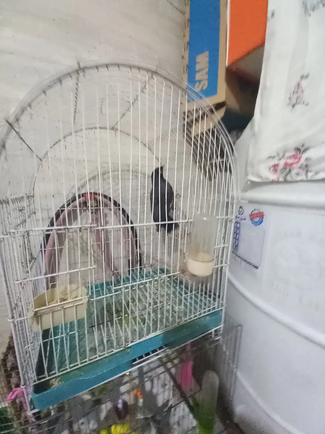 نر مرغ|پرنده|رشت, سلیمانداراب|دیوار