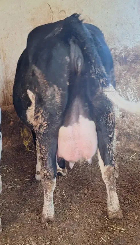 گاو سمینتال تازه زاییده|حیوانات مزرعه|اهر, |دیوار