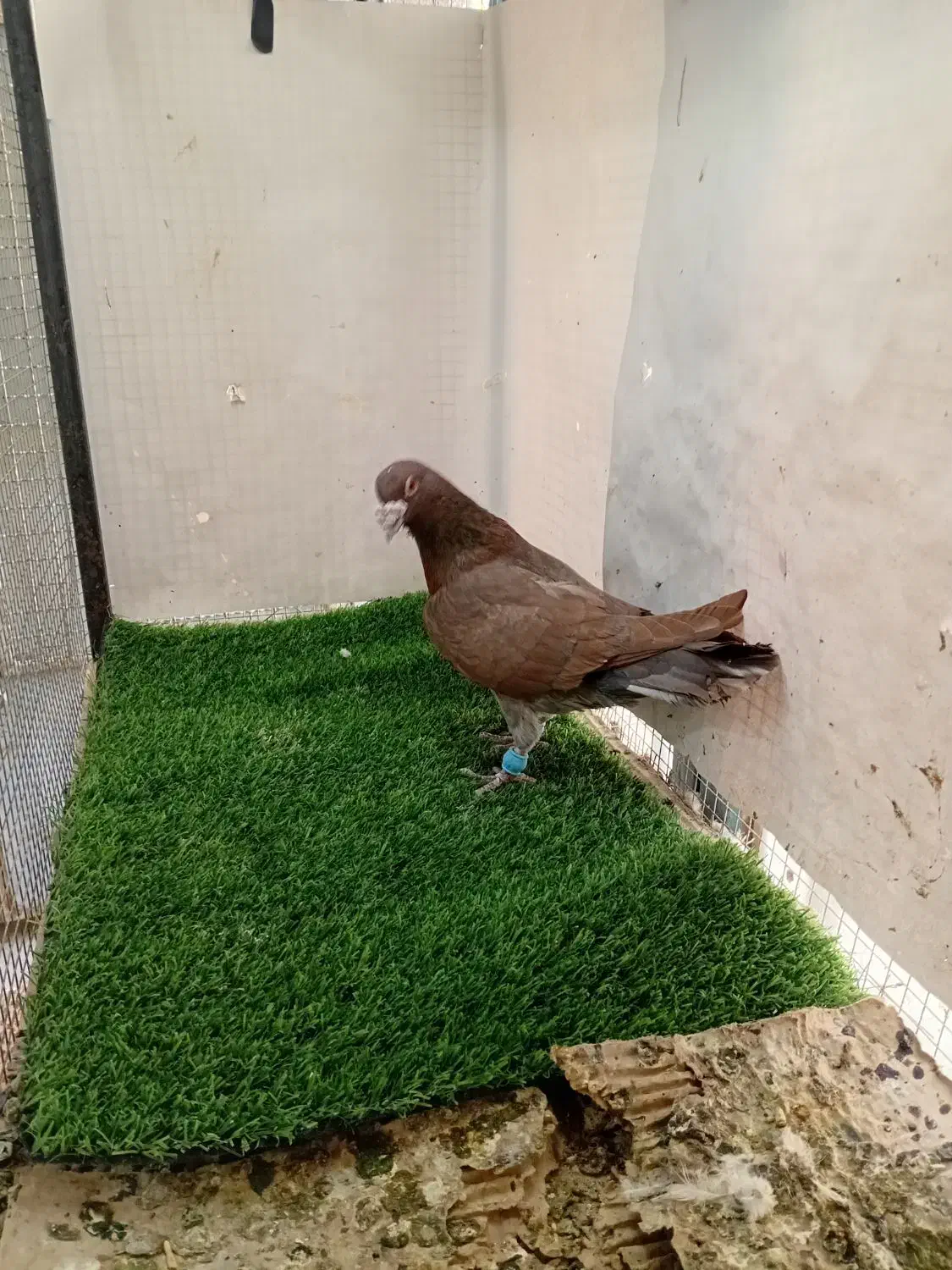 کبوتر کفتر پرشی سرخ سینه سبز|پرنده|شیروان (خراسان), |دیوار