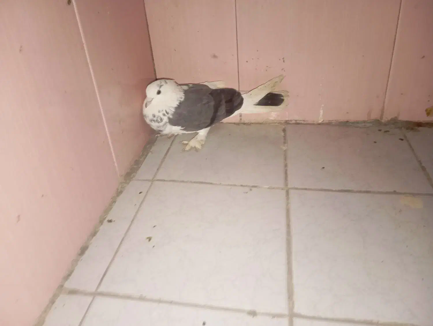 شازه نر|پرنده|سرپل ذهاب, |دیوار