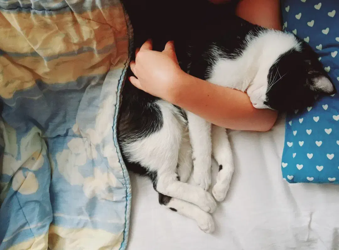 گمشده|حیوانات|نوشهر, |دیوار