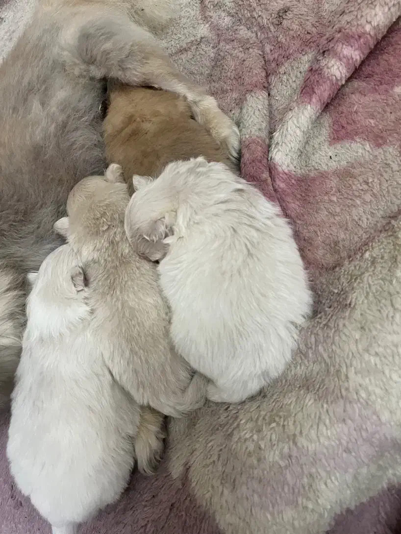 توله پامر|سگ|بابلسر, |دیوار