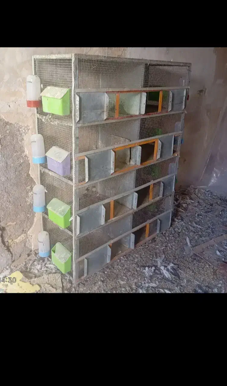 جفت کن کفتر|لوازم جانبی حیوانات|پیر بکران, |دیوار