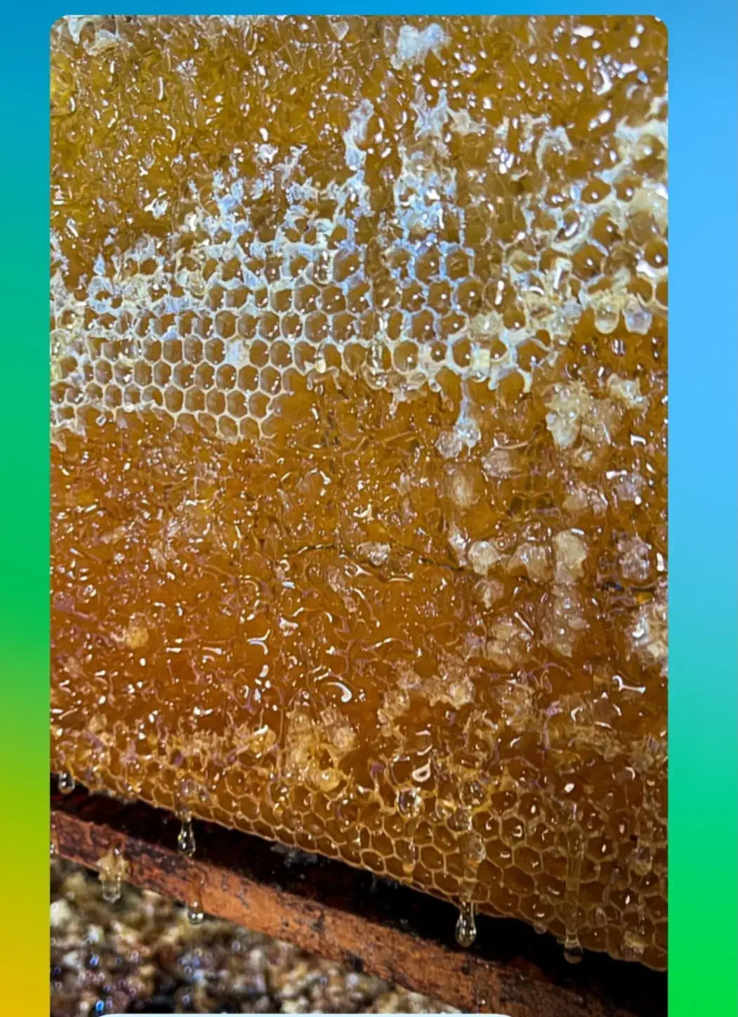 فروش ویژه عسل|خوردنی و آشامیدنی|خاوه, |دیوار