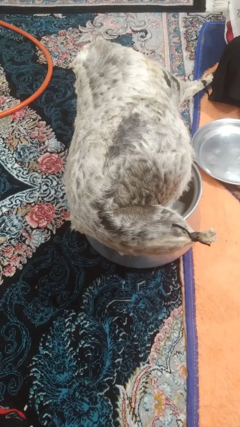 هیزه|صنایع دستی و سایر لوازم تزئینی|بروجرد, |دیوار