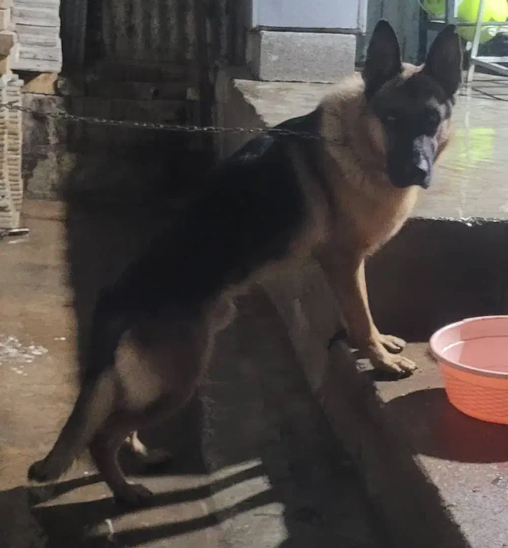 سگ ژرمن|سگ|مسجد سلیمان, |دیوار