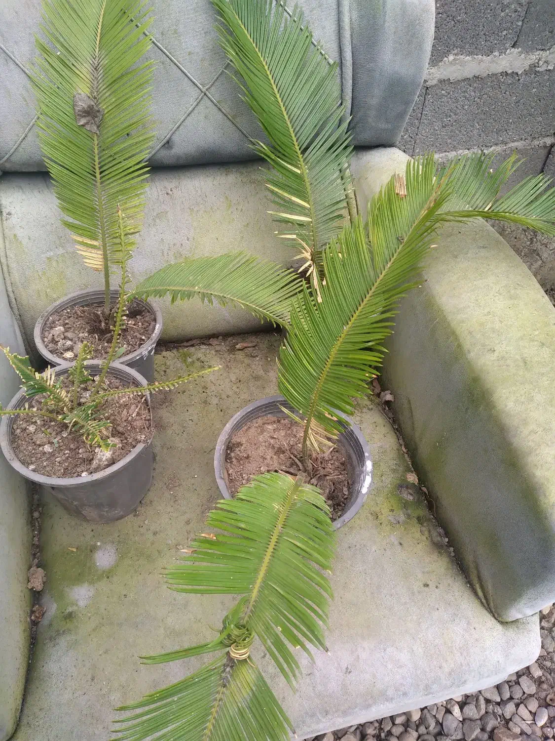 گل سیکاس|گل و گیاه طبیعی|سنگر, |دیوار