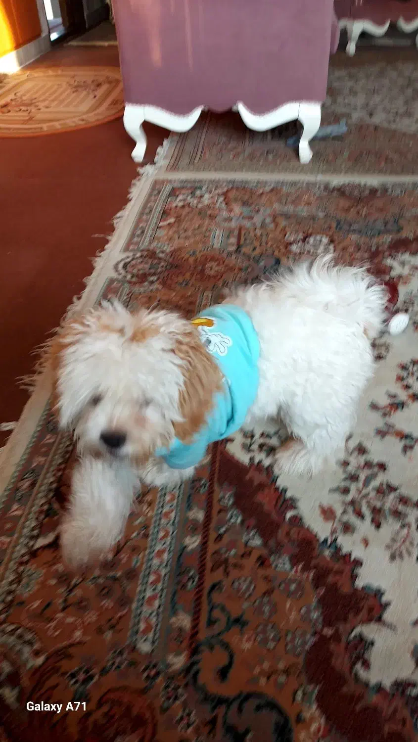 شیتزو کراس آلمانی بسیارشاداب وباهوش|سگ|تبریز, |دیوار