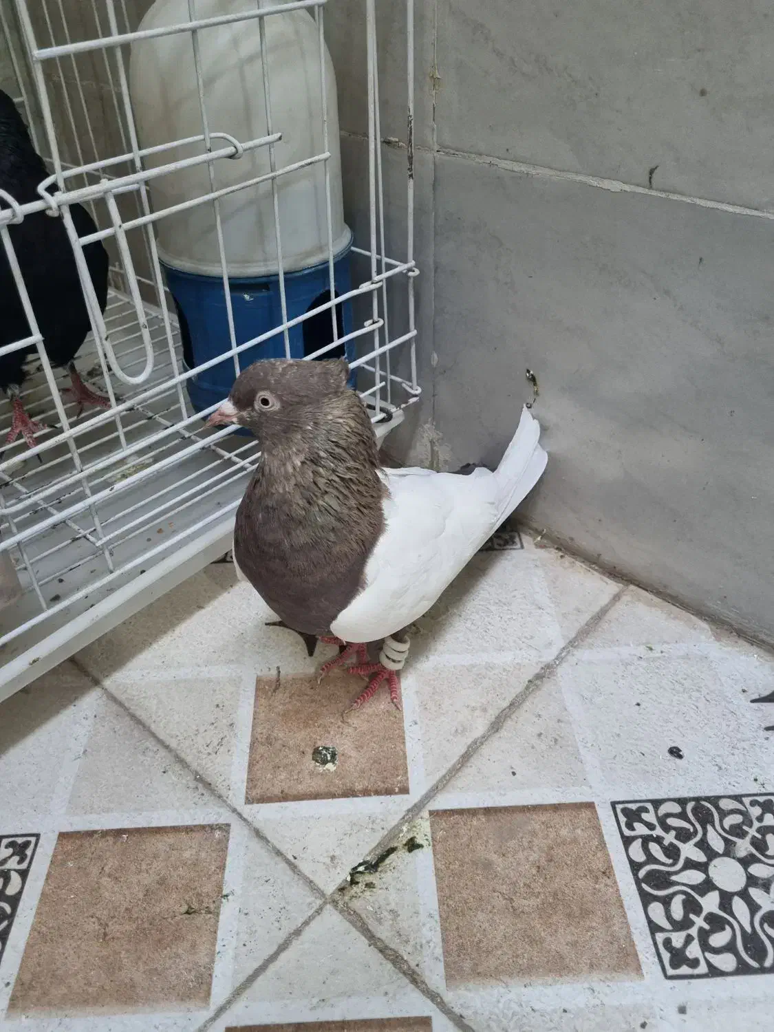 کبوتر سینه قهوی|پرنده|اهواز, شهرک رزمندگان|دیوار