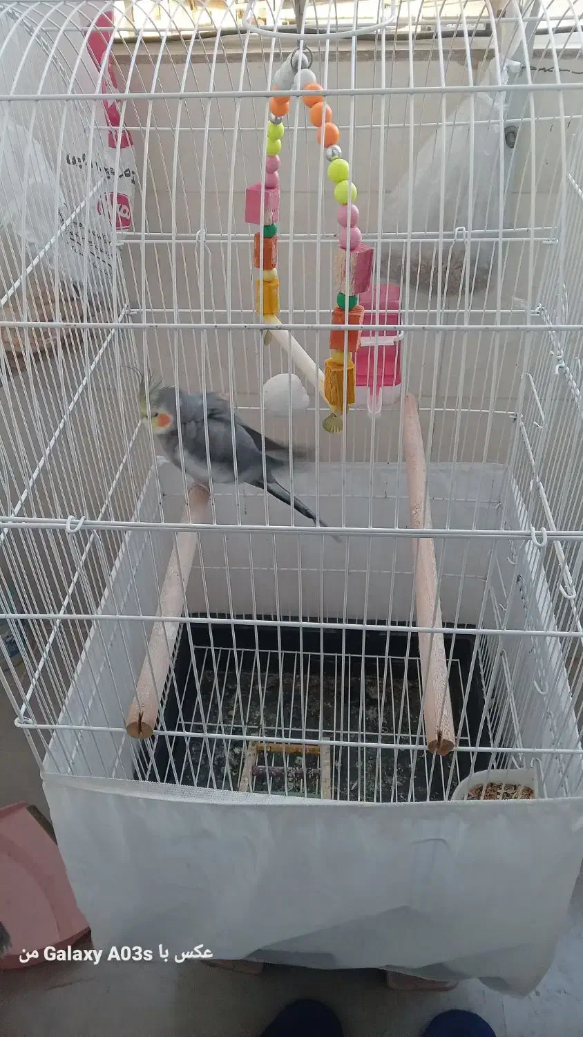 عروس هلندی|پرنده|صباشهر, |دیوار