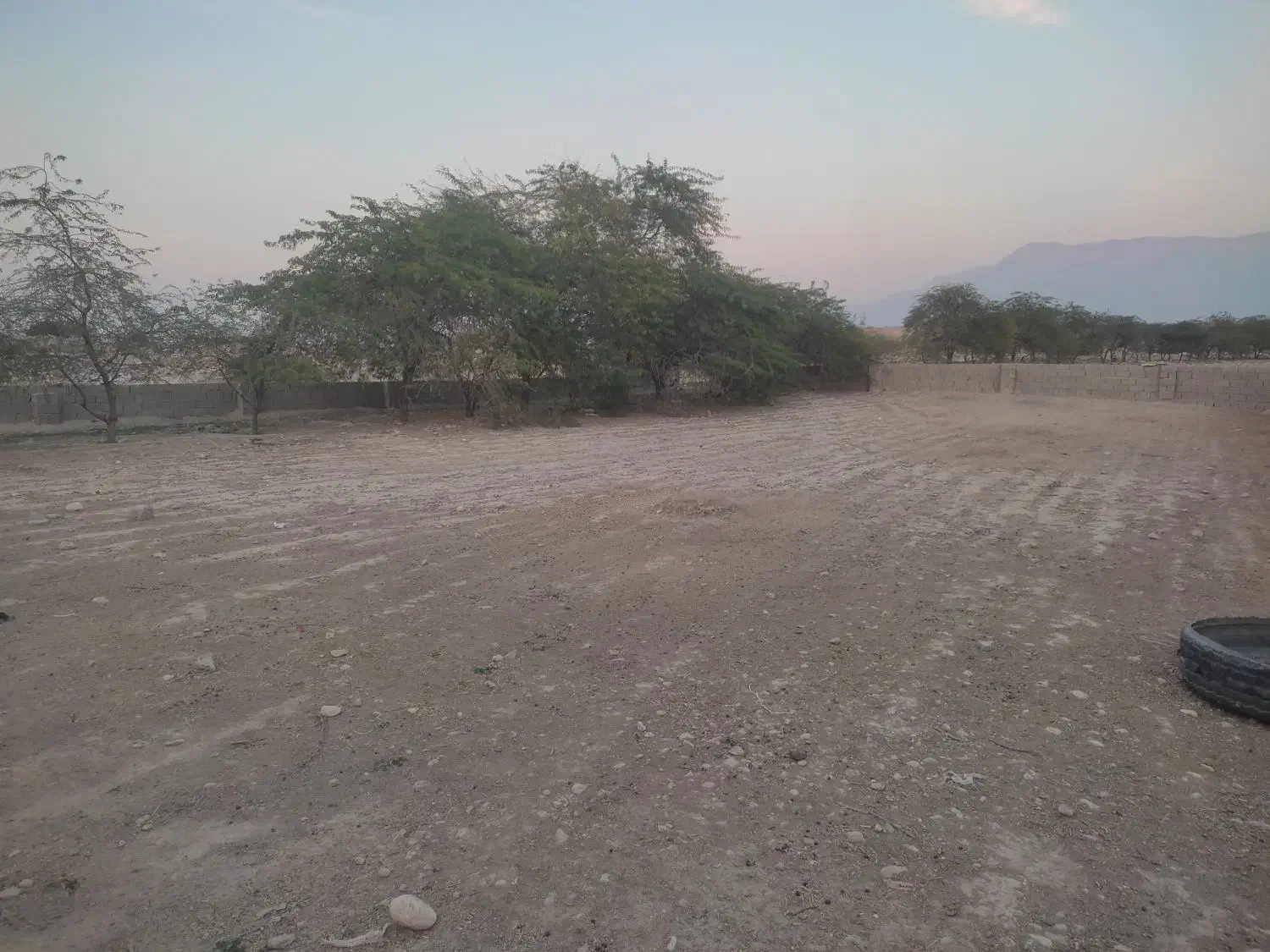 بنام خدا قطع وبرش درختان|خدمات باغبانی و درختکاری|برازجان, |دیوار