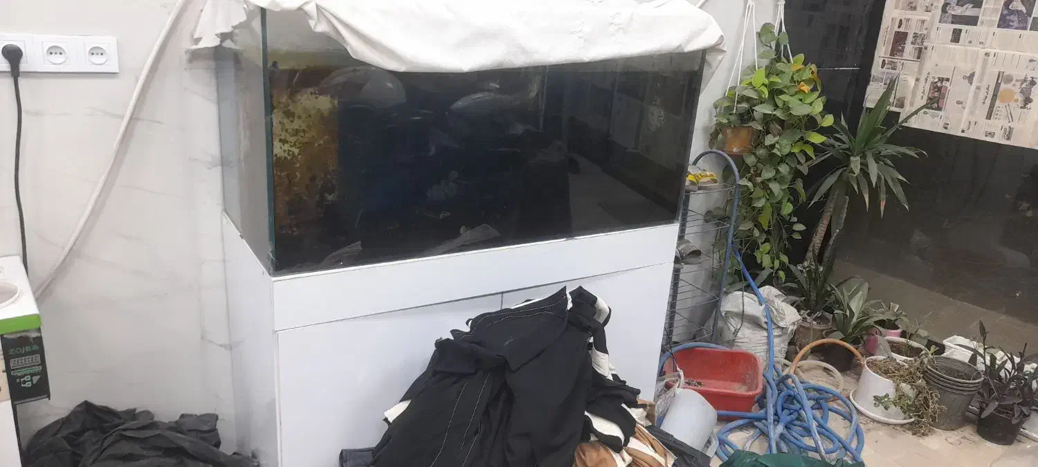 آکواریوم|ماهی|نسیمشهر, |دیوار