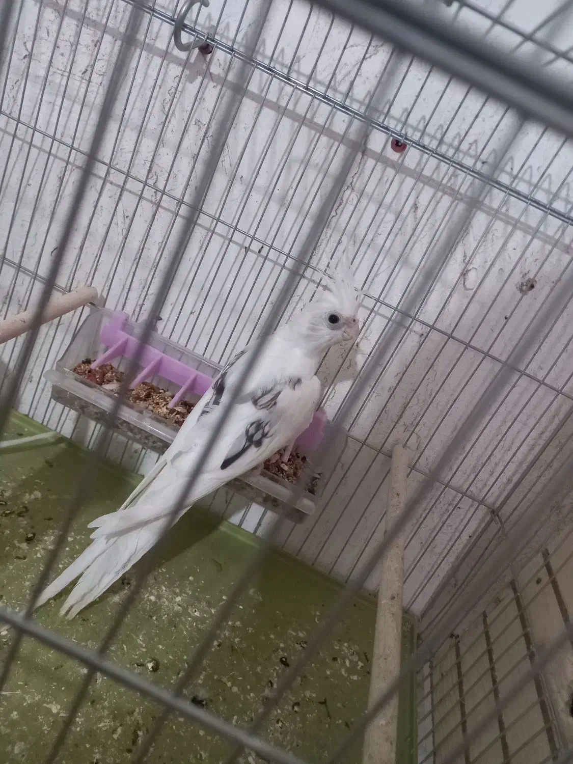 جفت عروس هلندی دوکت آلبینو زیبا و سرحال و جوان.|پرنده|جم, |دیوار