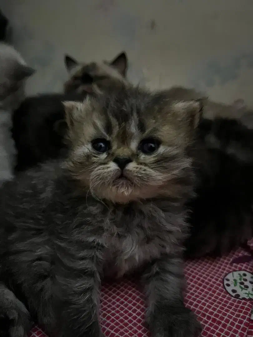 واگذاری پرشین هیماایین|گربه|زاهدان, |دیوار