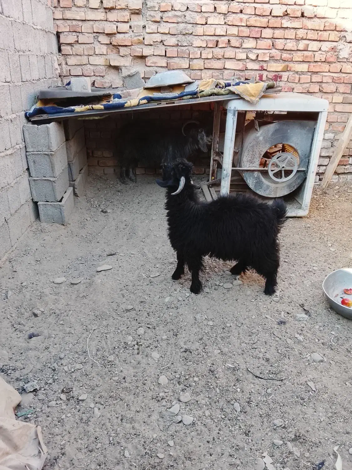 دو عدد گوسفند|حیوانات مزرعه|ایرانشهر, |دیوار