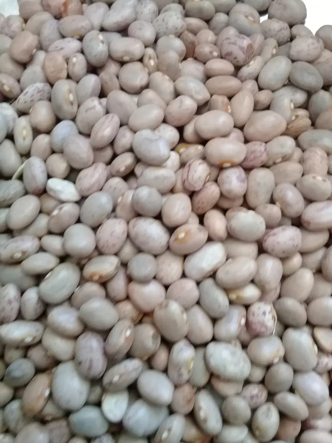 لوبیاچیتی|خوردنی و آشامیدنی|بانه, |دیوار