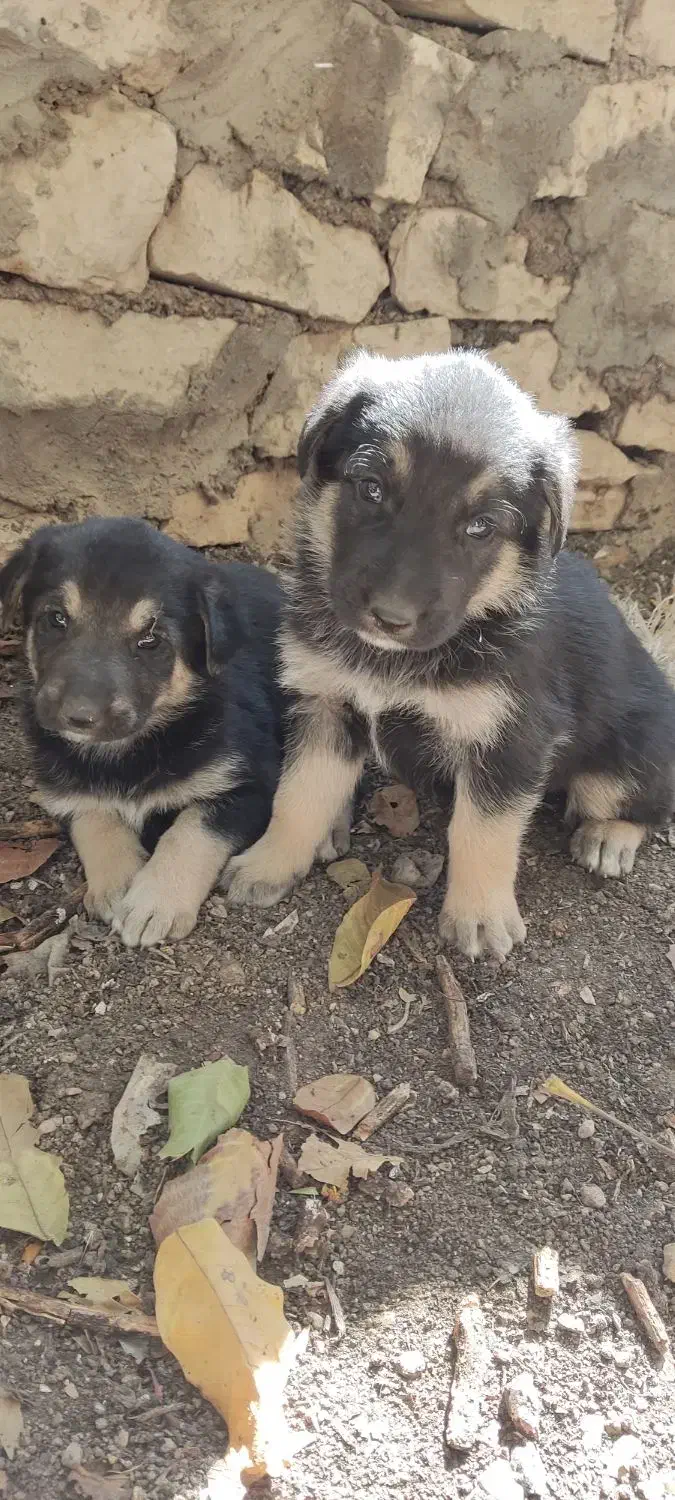 توله ژرمن دو رگه|سگ|آباده, |دیوار